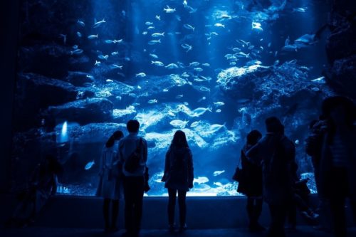 名古屋港水族館のおすすめの順路は？
