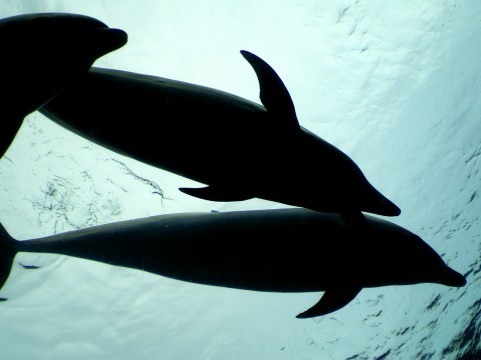 名古屋港水族館のイルカショーの詳しい内容は？