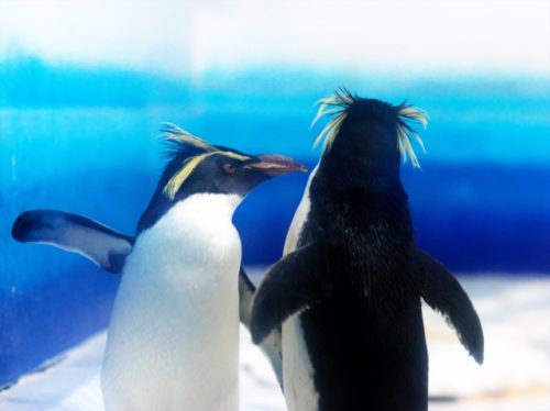 名古屋港水族館のペンギンは？