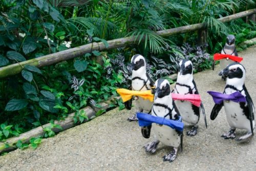 名古屋港水族館のペンギン散歩って何？