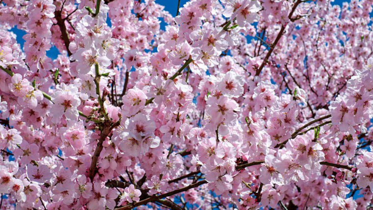 喜多方桜さくらまつりの開花状況や駐車場☆アクセスや混雑状況も！