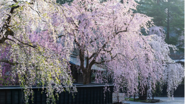 日中線のしだれ桜のツアー☆プロジェクトの内容も！写真画像あり☆彡